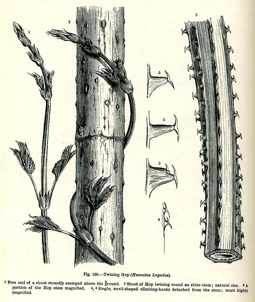 The hop plant, Humulus lupulus. Its resinous cones provide both bitterness and natural preservation — the innovation that reshaped beer.