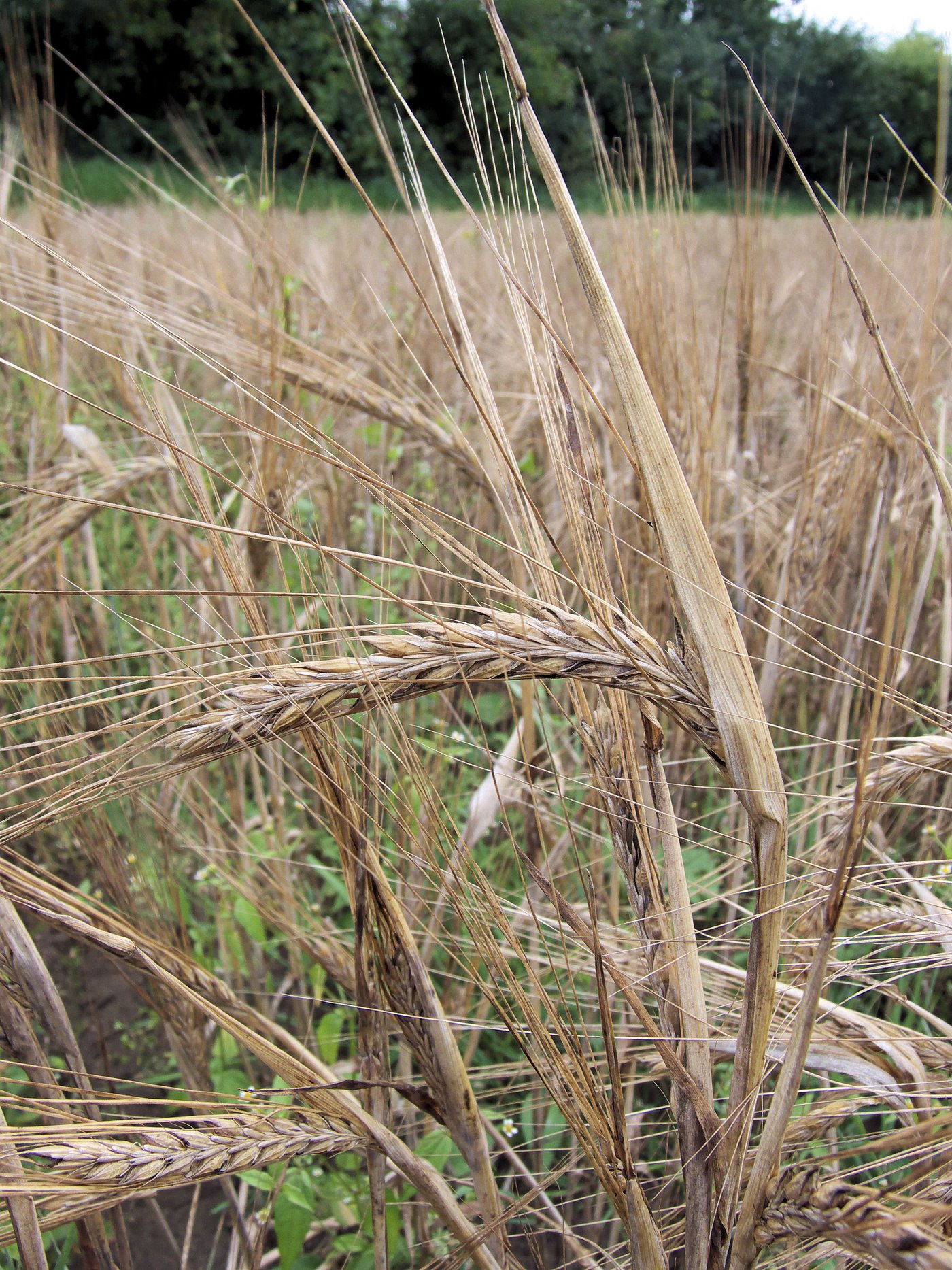 Ripe barley, the foundation grain of nearly all beer. Its husk also serves as a natural filter bed during lautering.
