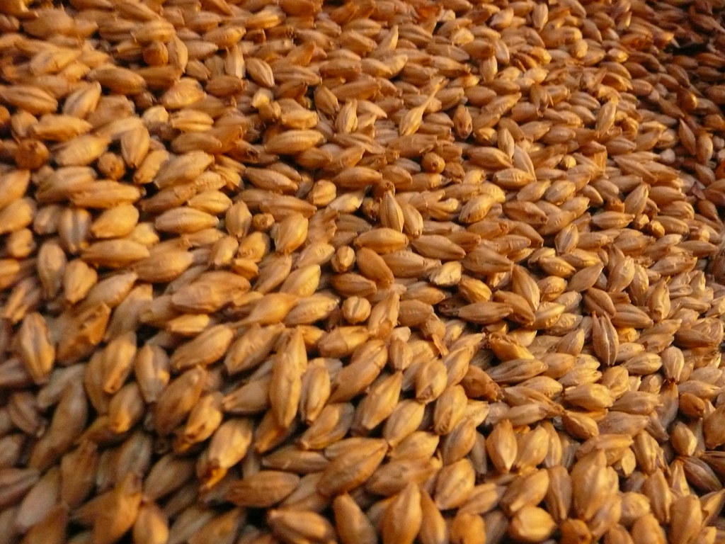 Malted barley. The colour of a malt — set by kiln temperature — previews what it contributes, from pale and enzyme-rich to dark and roasty.