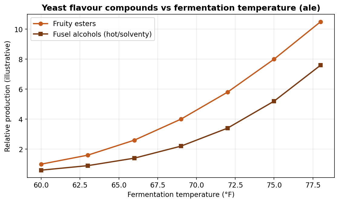 Fermentation temperature is the brewer's main flavour lever: warmer fermentation pushes fruity esters and, higher still, harsh fusel alcohols.