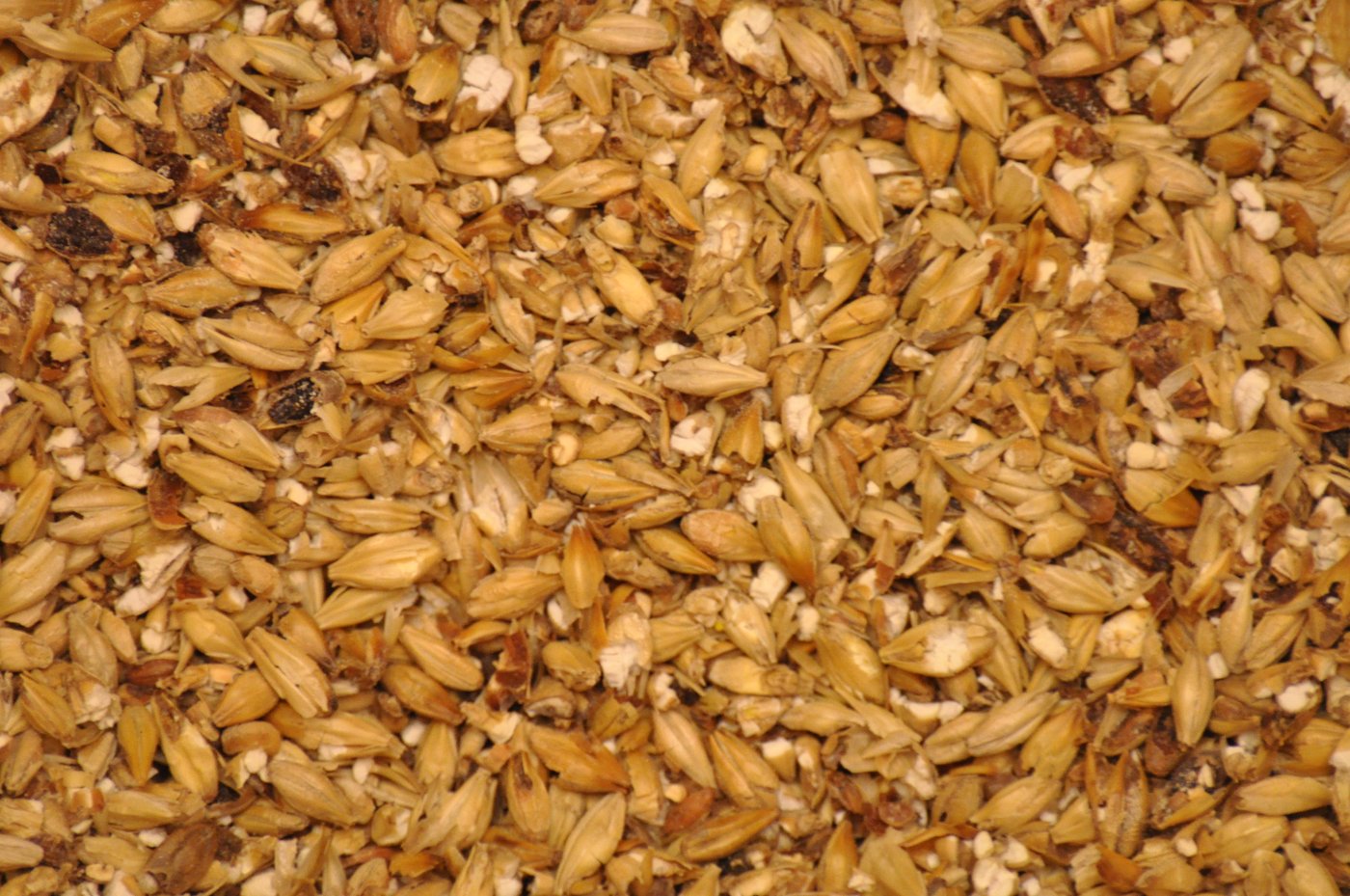 Milled malted barley — the crushed pale 2-row malt that goes into an all-grain whiskey mash. The malting process (germination then kiln-drying) develops the alpha- and beta-amylase enzymes that convert the kernel's starch into fermentable sugars during the saccharification rest