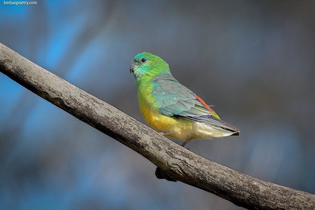 Photo of a Tier-2 parrot in action — clear vessel with alcoholmeter floating, distillate flowing through, ABV reading visible on the meter